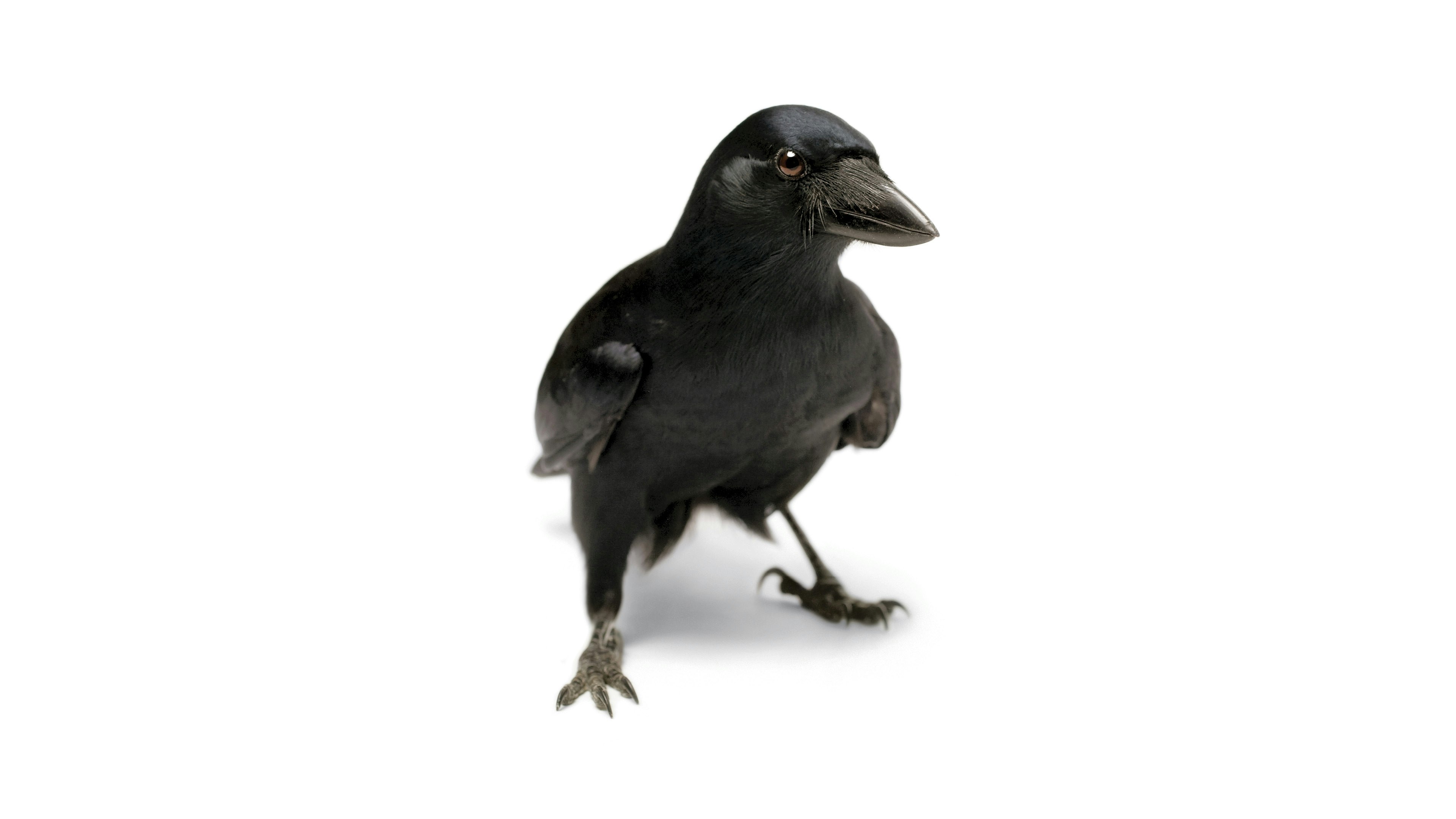 Crow stands on white surface against a white blackground
