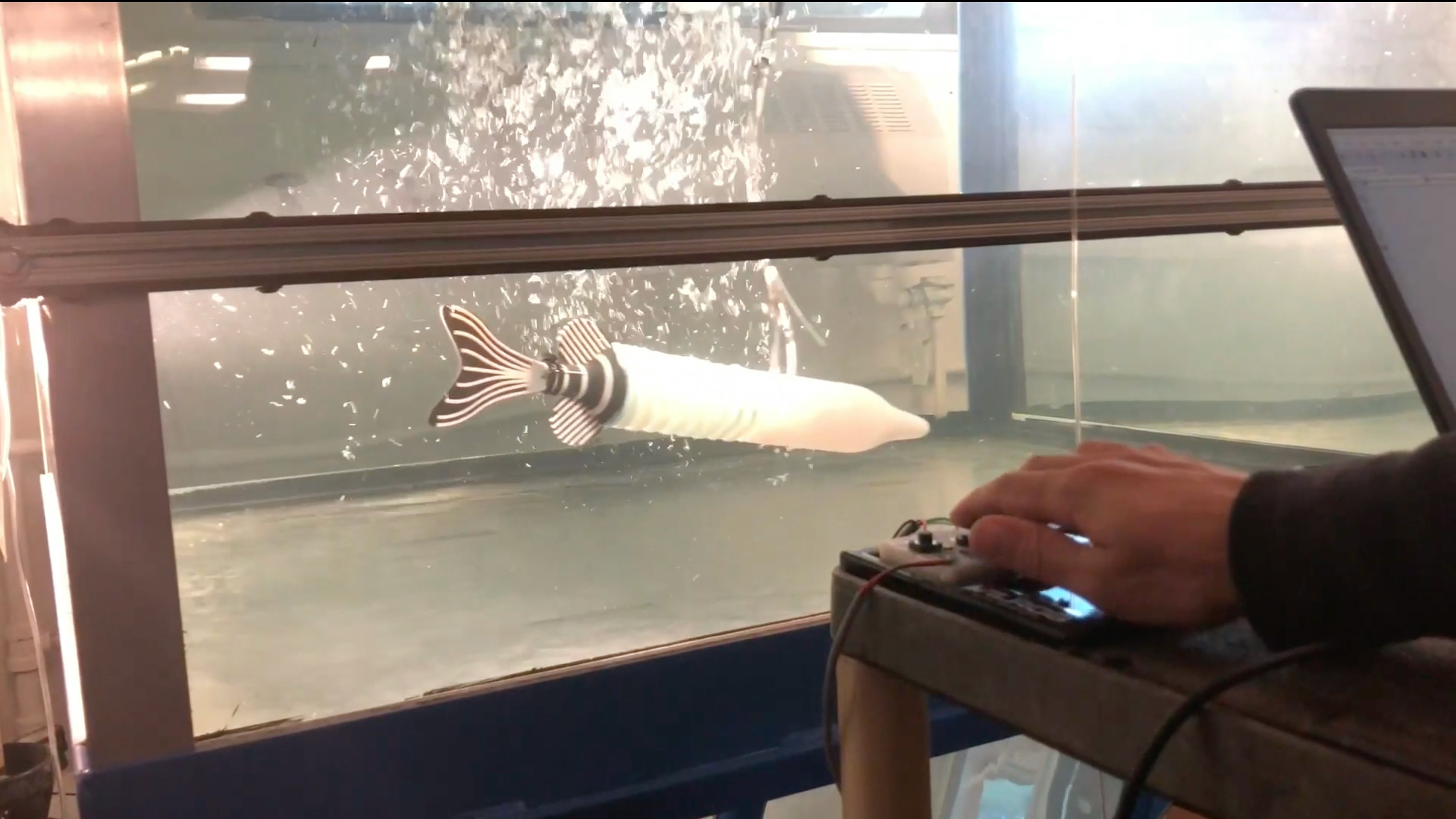 Screenshot from video: the robotic fish is tested in a large tank.