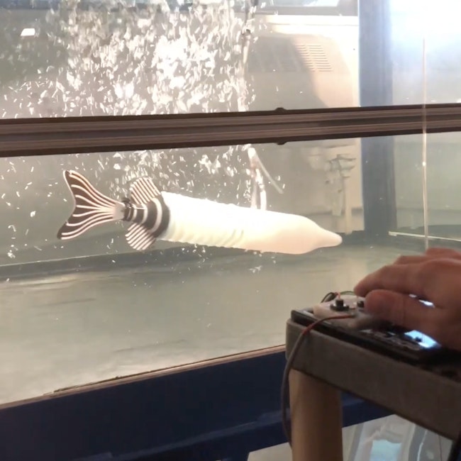 Screenshot from video: the robotic fish is tested in a large tank.