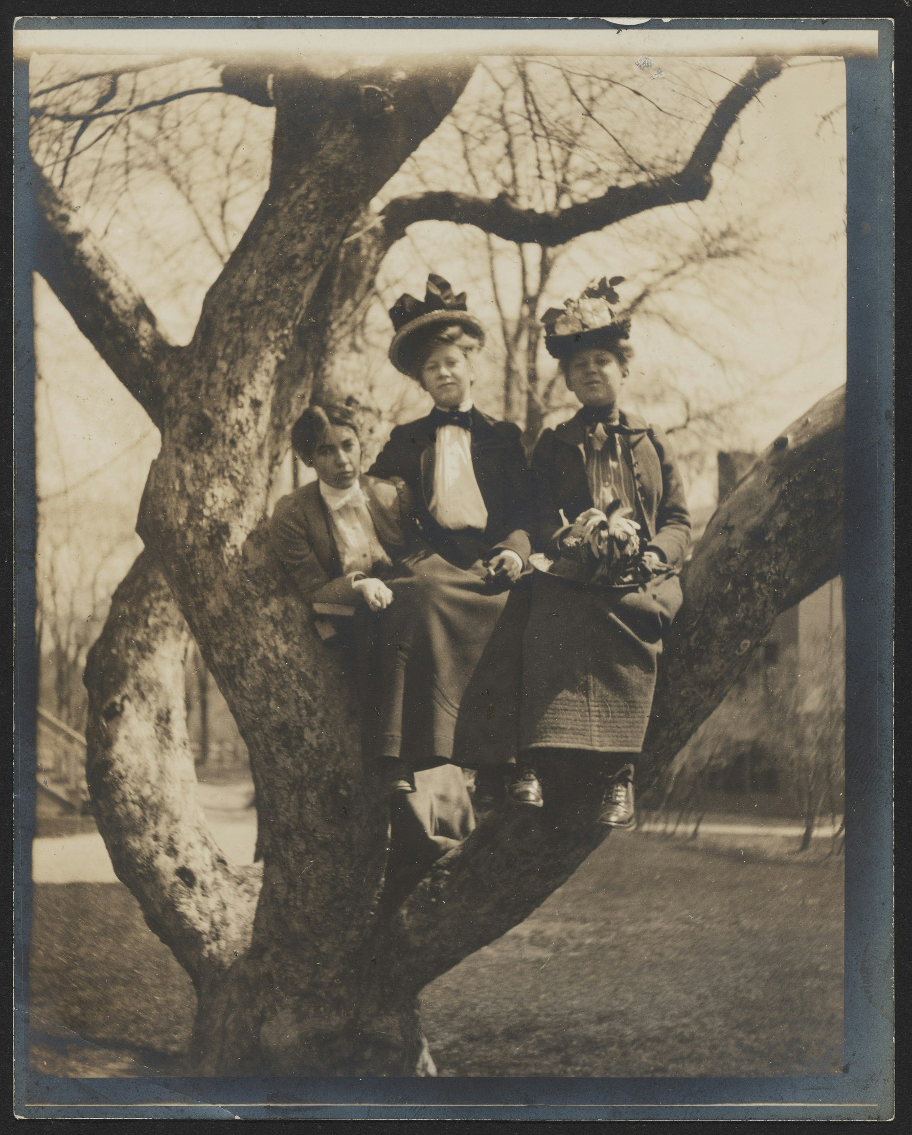 Three Radcliffe students sitting in the apple tree