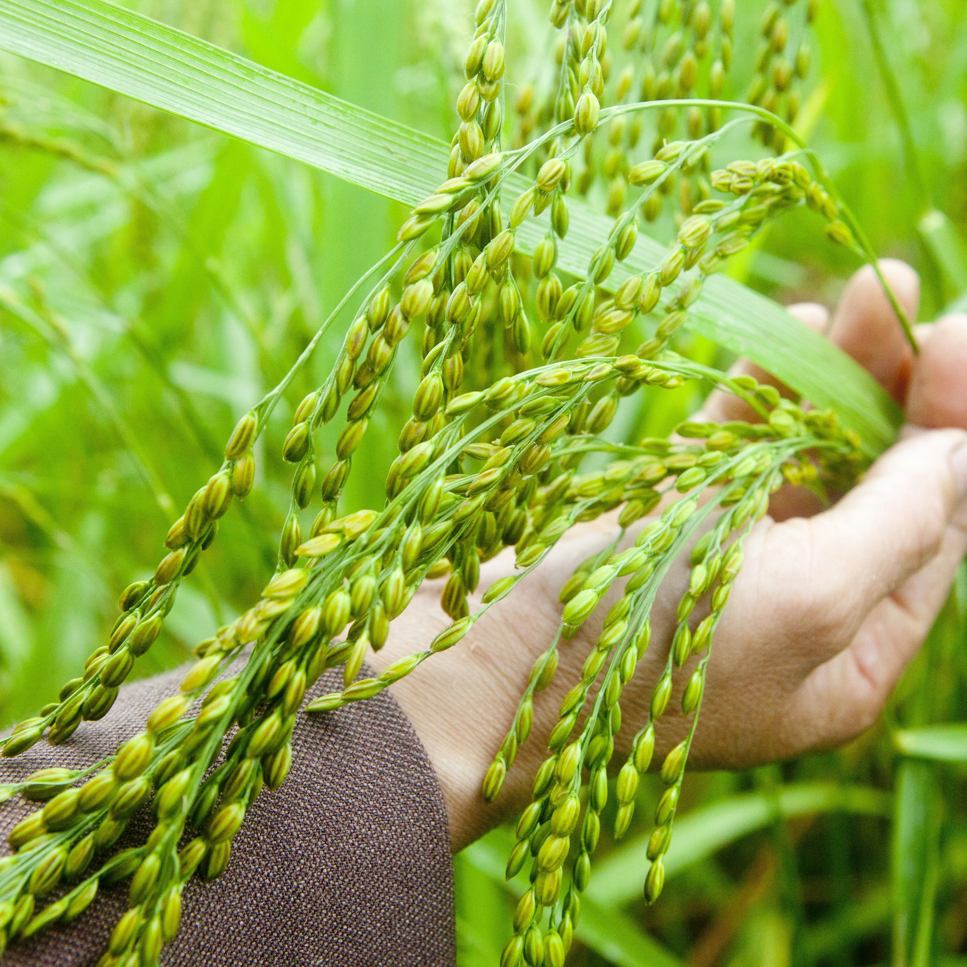 A close up of a hand holding rice growing in a paddy field.