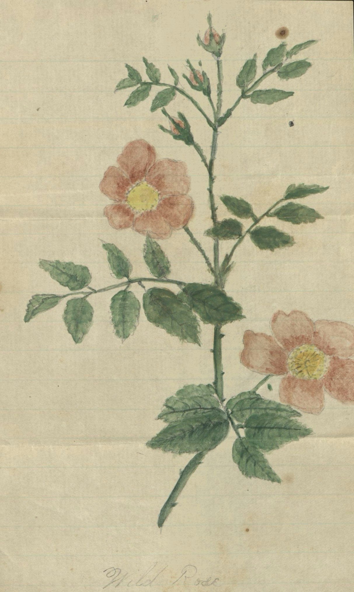 Drawing of roses