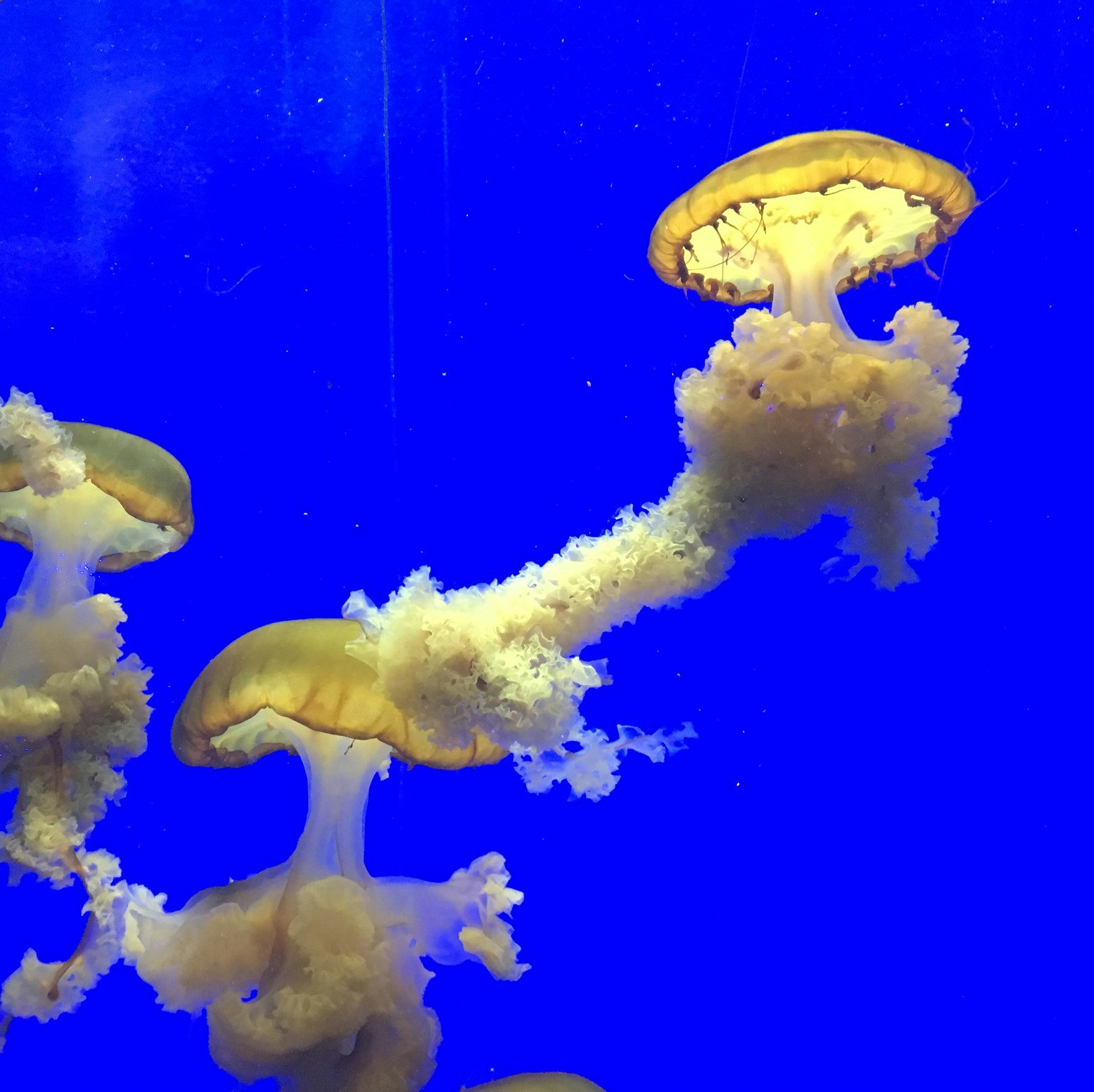Multiple jellyfish in ocean