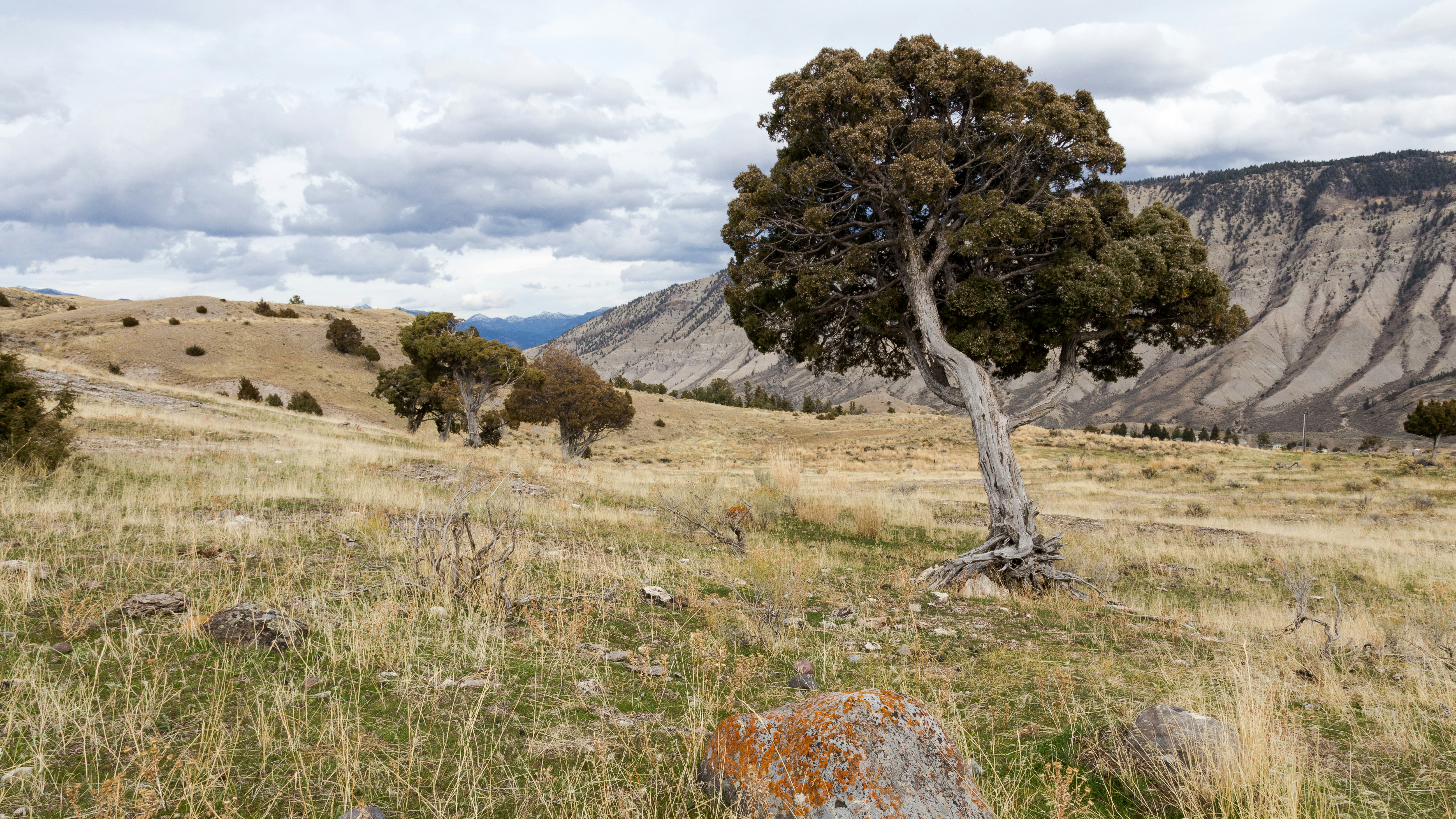 Juniper trees in Yellowstone National Park, Wyoming