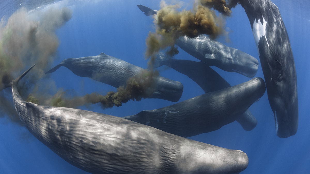 A cluster of six whales swim amid a brown plume