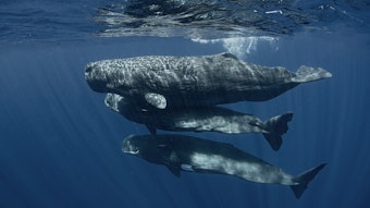 Underwater photo of three sperm whale calfs