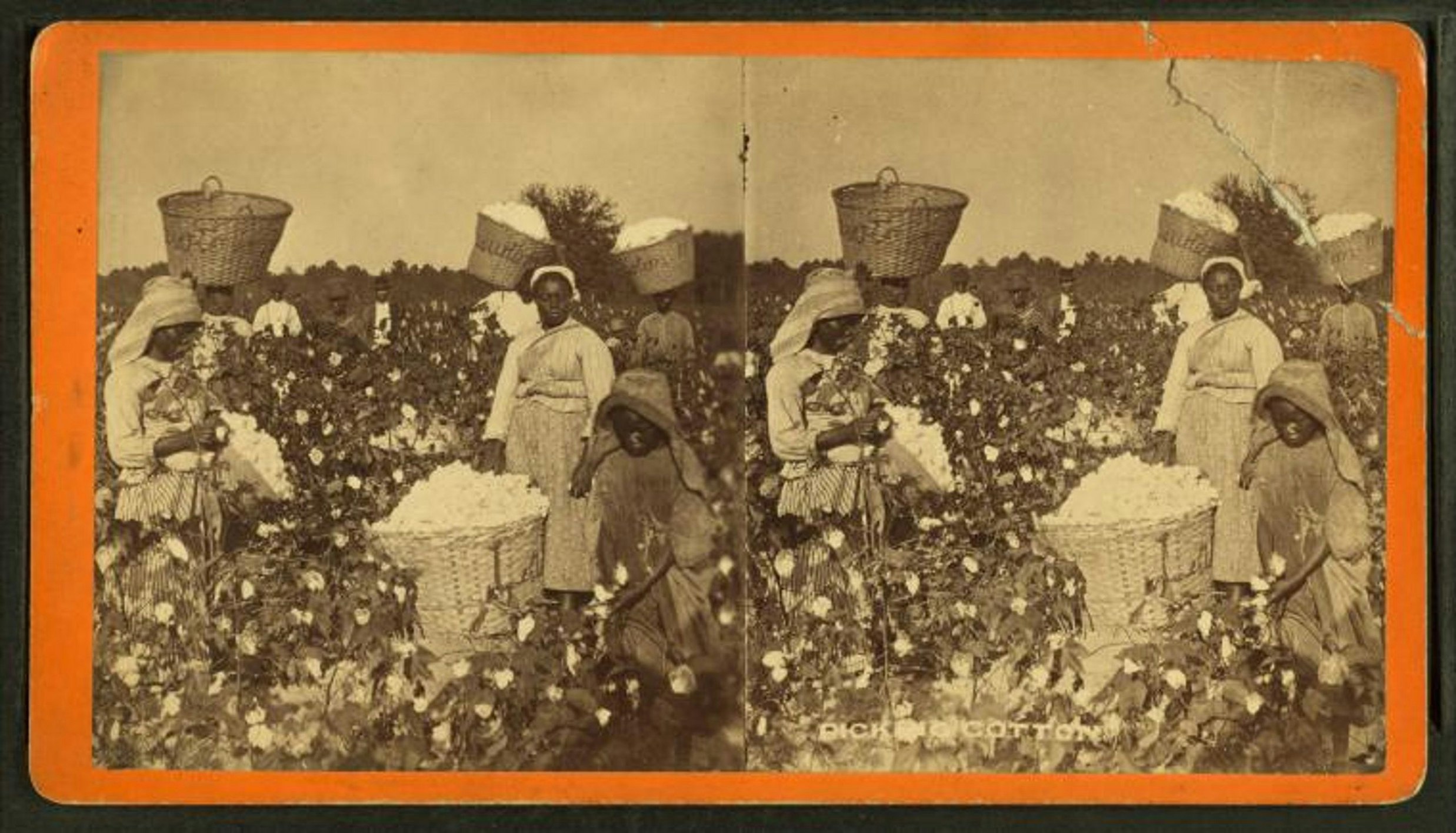 Black women and children picking baskets of cotton in the fields