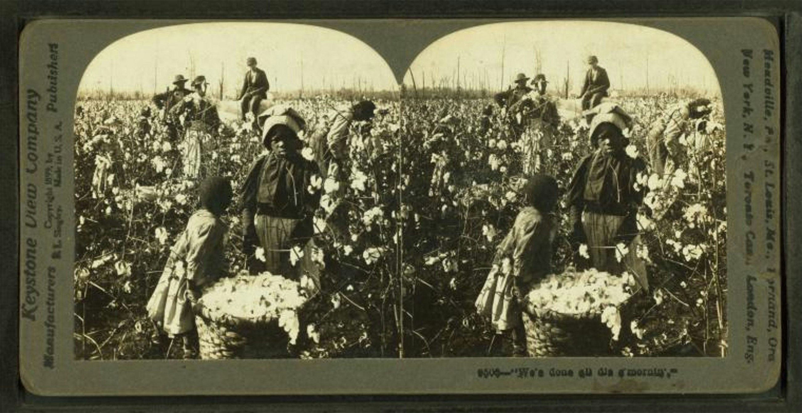 woman laborer with child in cotton field with basket overflowing with picked cotton